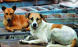 HC stays removal of stray dogs from Delhi Golf Club