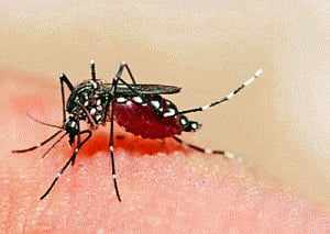 10 dengue deaths in West Bengal