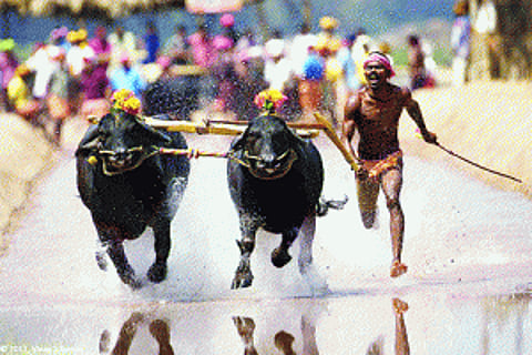 Animal Welfare Board wants K'taka buffalo race banned