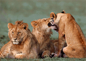 US places Indian lion in endangered species list