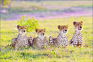 India, Nepal join hands to secure wildlife corridor
