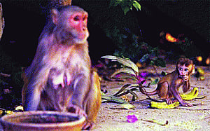 Ensure no monkey business during Obama visit: MHA