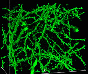 Diaper compound to help scientists see tissues clearly