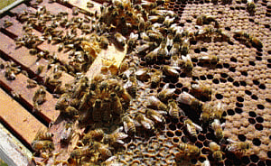 Dwindling bee population poses malnutrition risk