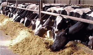 New scheme for dairy farmers in Punjab