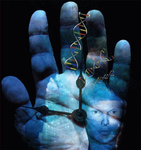 DNA clock can predict lifespan