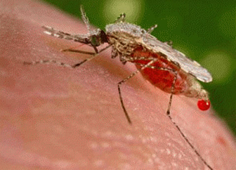 Existing drug may treat deadly form of malaria