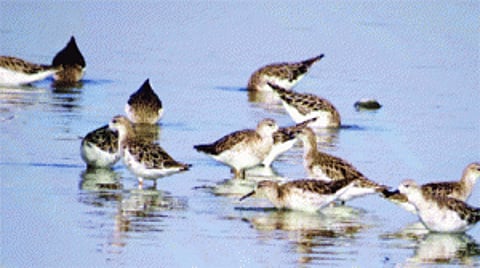Burgeoning rare waterbirds spread wings in Capital