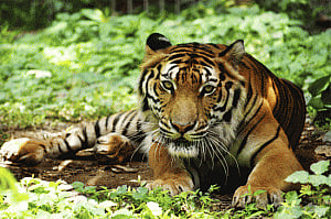 India's tiger success story may be based on shoddy science