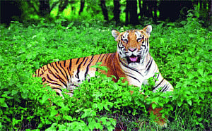More STPF needed for tiger reserves