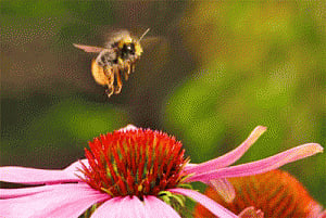 Bumblebees make false memories too!