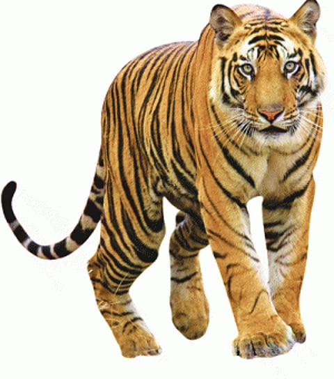 Tigers leap, but in the dark!