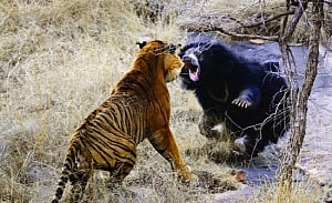 Wild encounters