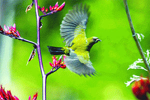 Chirp Around The Silence