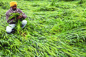 Unseasonal rain to push CPI inflation to 6% in Q2 2015, says Nomura