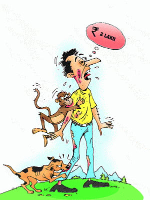 Monkey bites to cost Uttarakhand Govt
