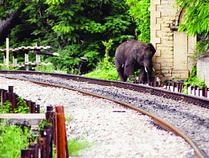 K'taka on right track to curb man-jumbo conflict