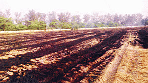 NGT ban to prove a bane for rice farmers