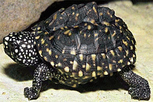 Bid to smuggle protected species turns turtle