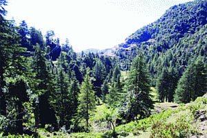 Over 2,500 ha forest land diverted across country