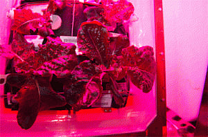 Monday Menu for ISS astronauts: Red lettuce grown in space