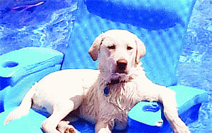 Keep your pet cool