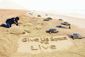 150 Olive Ridley Turtles fall prey to trawlers
