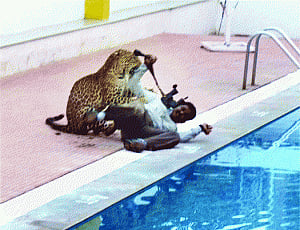 More leopards 'spotted' around Bengaluru school, classes cancelled