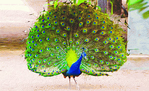 National bird a nuisance! Goa Govt mulls culling