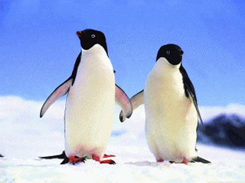 '150,000 Antarctica penguins die after iceberg grounding'