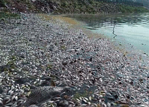 Fish found dead in a B'luru lake, Environ min orders probe