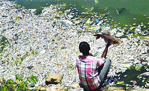Thousands of dead fish set off pollution alarm in B'luru lake