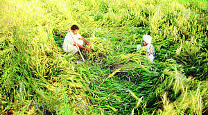 Farm sector under weather, rain to blame