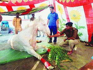 Outrage over horse attack; docs save Shaktiman's leg