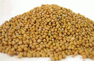 Mustardseed futures remain up