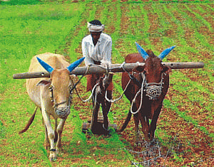 Good monsoon to help agriculture GDP grow by 7-8% in FY17:SBI