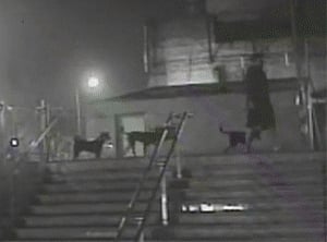 Man who killed pup in Delhi arrested from lucknow