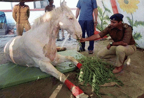 Police horse 'Shaktiman' dead