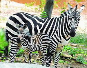 Mysuru Zoo makes history, breeds zebra