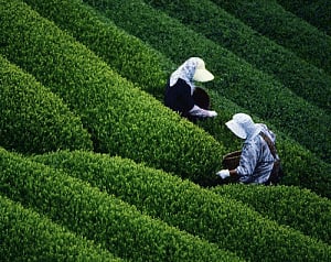 Assam tea growers hope there won't be more rains