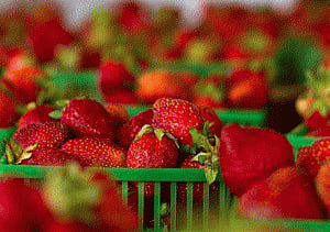 Silk coating can keep fruit fresh without refrigeration