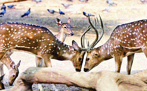 13 more spotted deer in rabies' grip in Delhi zoo