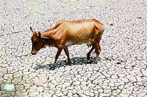Declare drought a national disaster: SC