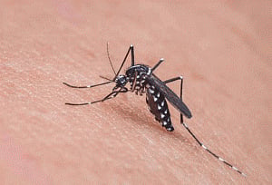 Zika to spread to Europe by this summer