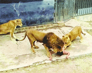 Man's suicide bid costs 2 lions their lives