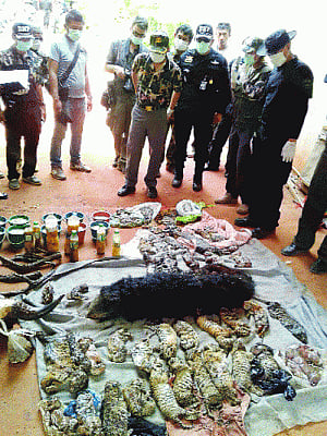 Famed Thai Tiger Temple to shut as 40 cubs killed & stored in freezer