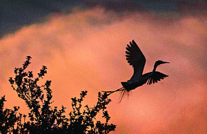 Environmentalists pledge to combat wildlife crimes