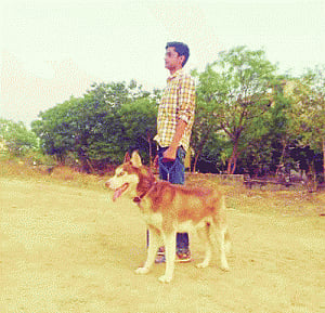 Car-borne sly dogs abduct Siberian Husky on walk