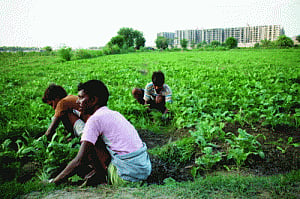 NGT refuses to lift ban on farming along Yamuna