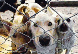 Barbarians burn 50 dogs to death in TN village